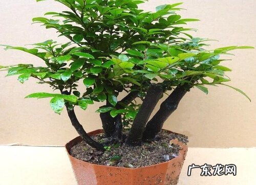 黑骨茶盆景的风水寓意和摆放位置