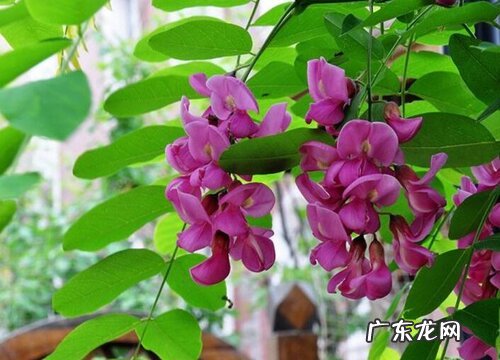 槐树适合什么地方种植