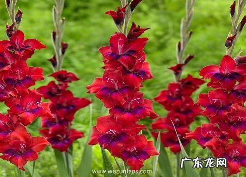 什么花代表父爱