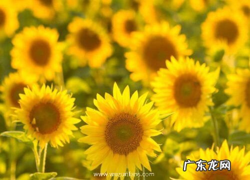 什么花代表父爱