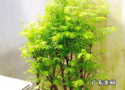 水杉树的风水寓意和摆放位置