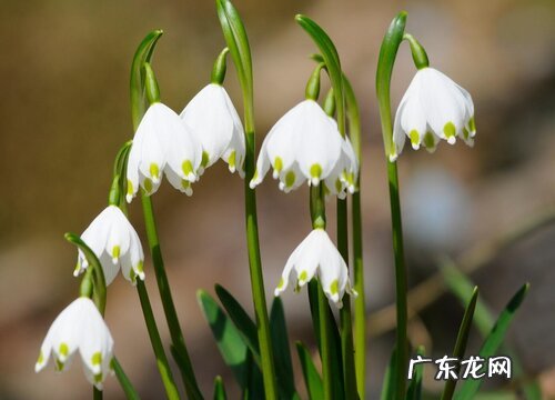 什么花代表胜利