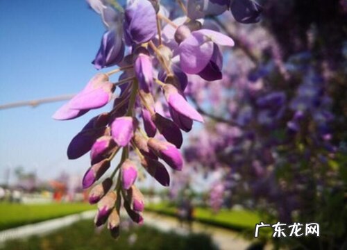 紫藤好养吗 养殖方法和养护要点