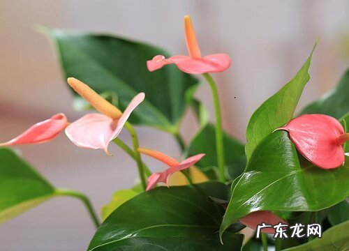 红掌夏天多久浇一次水