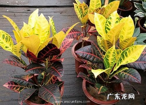 变叶木的风水寓意和摆放位置