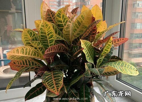 变叶木的风水寓意和摆放位置