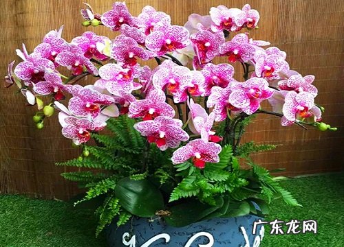 蝴蝶兰的风水寓意和摆放位置