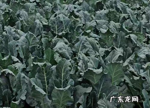 西兰花北方可以种吗