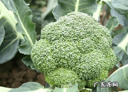 西兰花北方可以种吗