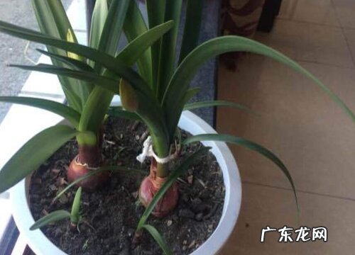 球兰扦插繁殖方法和注意事项