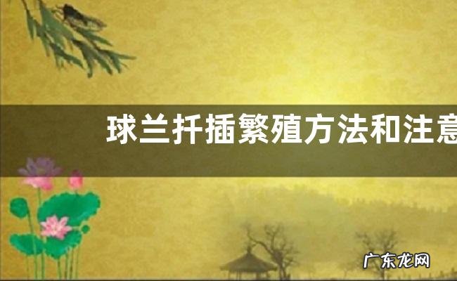 球兰扦插繁殖方法和注意事项