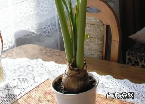 球兰扦插繁殖方法和注意事项