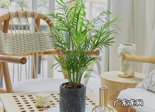 凤尾竹的风水寓意和摆放位置