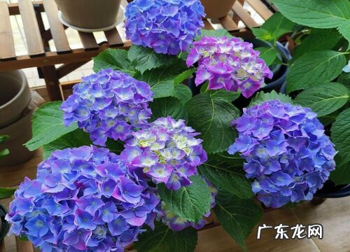 绣球花的风水寓意和摆放位置