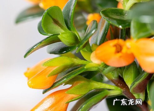 金鱼吊兰浇水的正确方法