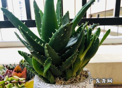 芦荟盆栽的风水寓意和摆放位置