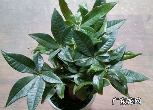 发财树的风水寓意和摆放位置