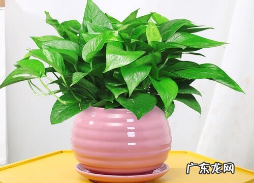 孕妇可以养绿萝吗