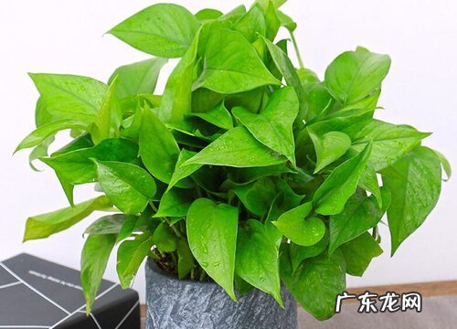 孕妇可以养绿萝吗