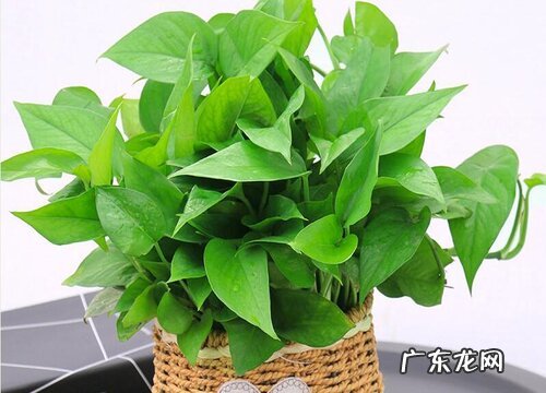 孕妇可以养绿萝吗