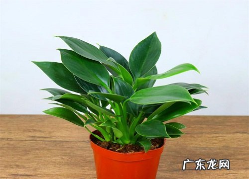 金钻花有毒吗 可以放在室内养吗