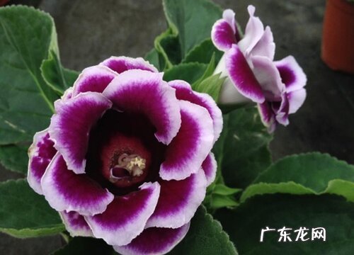 大岩桐花的风水寓意和摆放位置