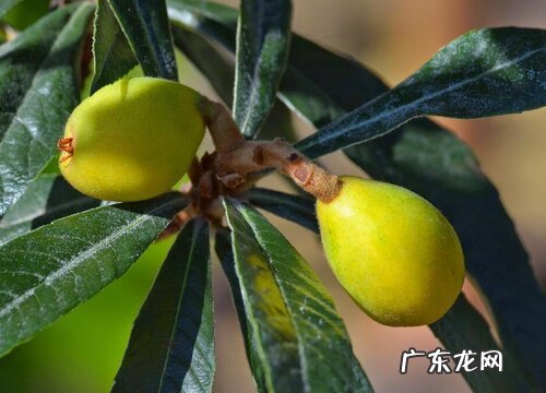 枇杷树的风水寓意和摆放位置