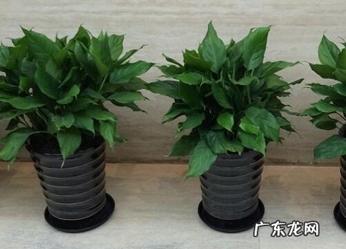 万年青的风水寓意和摆放位置