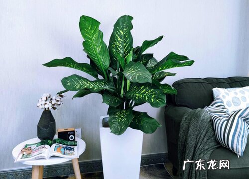 万年青的风水寓意和摆放位置