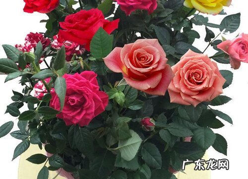 四季小玫瑰花怎么养殖方法