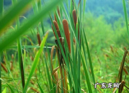 蒲菜是什么植物类别