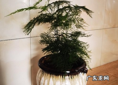 文竹多久施一次肥 需要施什么肥料