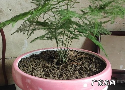 文竹多久施一次肥 需要施什么肥料