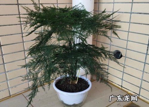 文竹多久施一次肥 需要施什么肥料