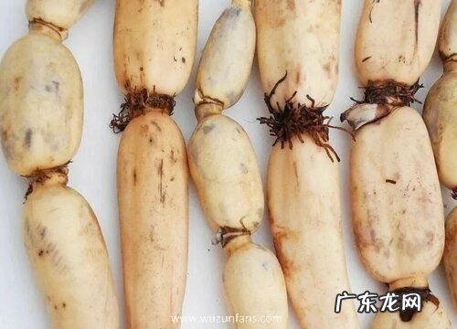 藕是什么植物类别