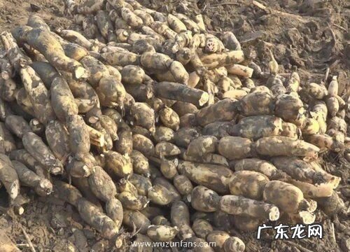 藕是什么植物类别