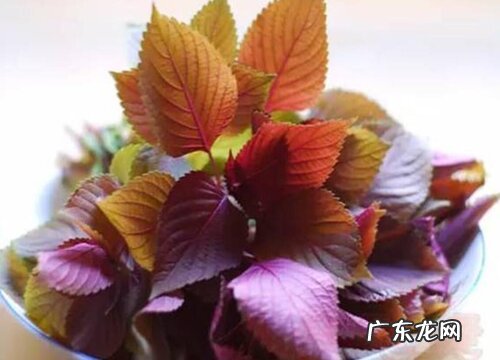苏子油是什么植物类别