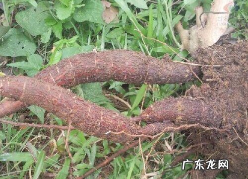 木薯是什么植物类别