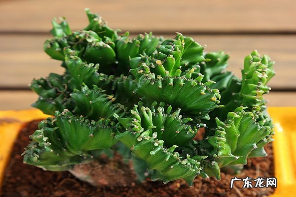 麒麟掌养在家里好不好