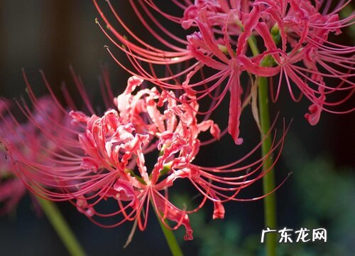 什么花代表结束