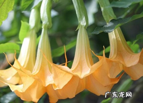 什么花代表结束