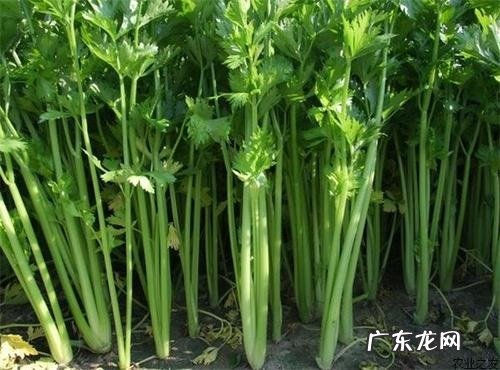 芹菜种植时间 什么时候栽种最好