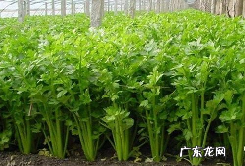 芹菜种植时间 什么时候栽种最好