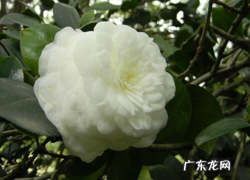 茶花有什么颜色