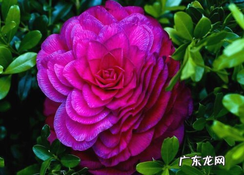 茶花有什么颜色