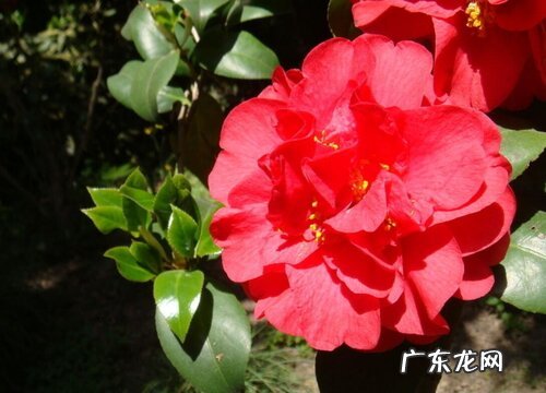 茶花有什么颜色