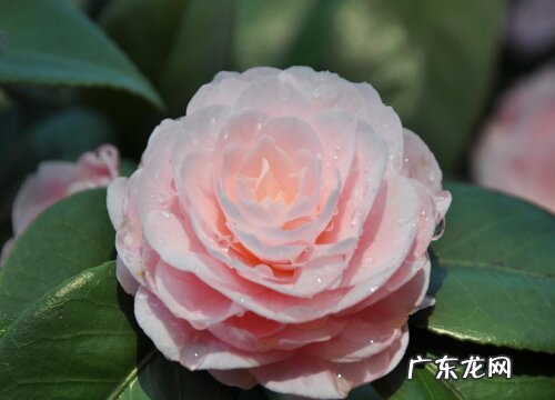 茶花有什么颜色