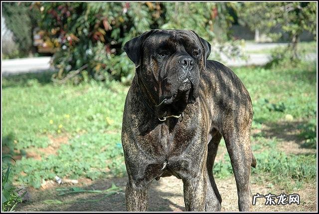 护卫犬都有哪些品种 护卫犬都有哪些