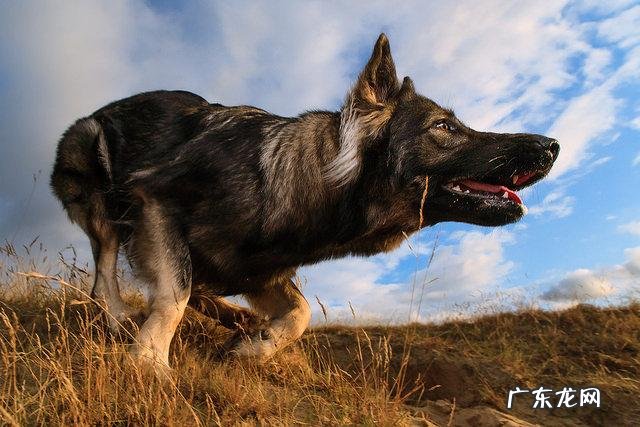 护卫犬都有哪些品种 护卫犬都有哪些