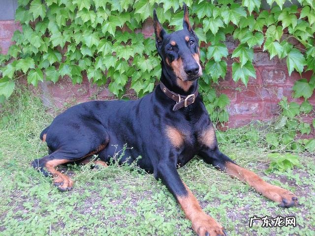 护卫犬都有哪些品种 护卫犬都有哪些